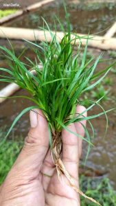 Juncus Repens Emersed: Tanaman Aquatic untuk Aquascape