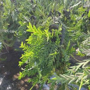 กล้วยไม้เอื้องตะขาบ ฟรอมสวยใหญ่ๆ