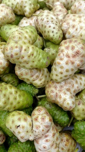 buah mengkudu segar/Pace per 1 buah