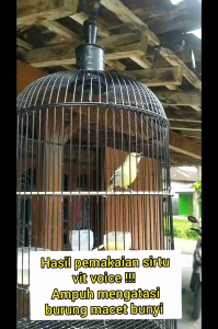 vitamin penggacor sirtu vit voice ( vitamin burung cipow gacor)