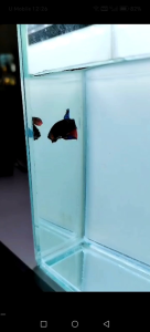 ORI IMBELLIS WILD BETTA / RANDOM PICK / IKAN LAGA