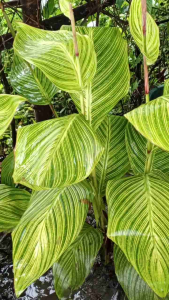 Variegated Canna Lily Tikas-Tikas Live Plant (Uprooted with Roots)