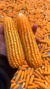 BENIH JAGUNG NK JUARA 1 KG SIAP TANAM f2