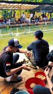 essen ikan mas granium greentea premium essen ikan mas rame dan indukan