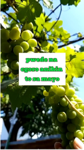 CARDINAL PLANTS GRAPES RED SEEDLINGS WITH FREEBIES NA /MALAKI AT MATAMIS ANG BUNGA /MADALING PALAKIHIN