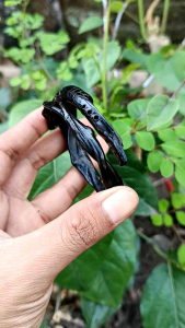 Gelang akar bahar hitam Ukir kujang plintir/kepang Original