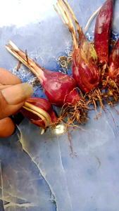 Termurah baru panaen bawang dayak segar asli 1kg