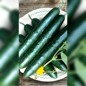 BENIH TIMUN JEPANG KYURI IMPORT (KEMASAN ORIGINAL)