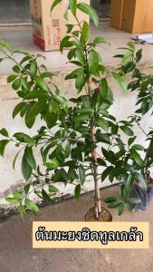 ต้นมะยงชิดทูลเกล้า สูง90-100ซม. ลูกใหญ่เท่าไข่ไก่ รสหวาน แข็งแรงติดลูกเร็ว