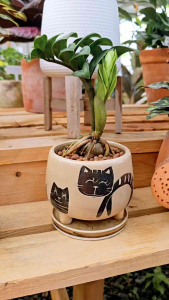 กระถางดินเผาลายขูด Minimal 3.8 นิ้ว