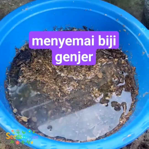 500 BUTIR BIJI/BENIH TANAMAN GENJER | ECENG | KELAYAN