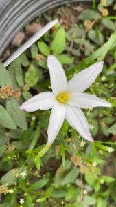 หัวดอกบัวดิน มะลิ 3 หัว 10 บาท