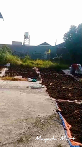 Rumput Laut 1 Kg Kering Glacilaria Untuk Agar Agar Gudir