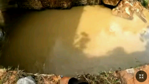 Essen jitu ikan wader paling gacor sungai alam liar/khusus nilem wader 30 ml