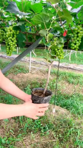 CÂY NHO GIỐNG HẠ ĐEN CHUẨN  F1 SIÊU TRÁI KHÔNG HẠT ✔ Cây giống dễ trồng dễ chăm sóc phù hợp khí hậu việt Nam. Miền bắc trồng được nho hạ đen và nho ngón tay ✔ Trái nho có vỏ mỏng trái chín có màu đỏ bên ngoài có lớp phấn tự nhiên. Phần thịt nho giòn v