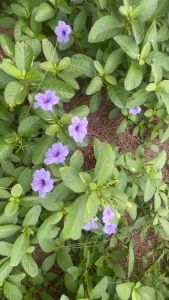 (ส่งไวค่ะ)💜เมล็ดต้อยติ่ง💜เม็ดเปาะแปะ💜 บรรจุ50ฝัก ของเล่นวัยเด็ก ของเล่นโบราณยุค90 - Sensory Play by KT