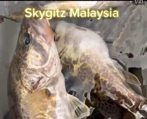 SKYGITZ MALAYSIA Burudu ikan 3D Geranti Strike SOFT PLASTIC 5.5cm FISHING BAIT haruan toman killer siakap added salt