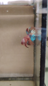 Haftmoon Plakat Betta Fish C13 - Candy Multicolour