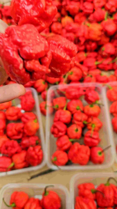 CAROLINA REAPER BUNGA