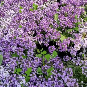 (KEMASAN PREMIUM) BIJI/BENIH BUNGA ALYSSUM (isi -+300 butir)