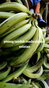 pisang tanduk madu cianjur selatan