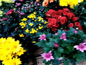 TANAMAN HIDUP BUNGA KRISAN ASTER BUNGA BESAR ( BISA PILIH WARNA ) READY BERBAGAI JENIS TANAMAN HIAS OUTDOOR INDOOR | BUNGA MAWAR | TANAMAN BIBIT SAYUR CABE RAWIT PEDAS | TANAMAN GANTUNG TANAMAN HERBAL TANAMAN AIR | POT | PUPUK | CABE RAWIT SETAN DLL