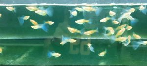 Albino Sky Blue Guppy