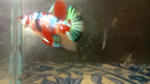 IKAN LAGA HIDUP sesuai untuk dijadikan hobi. Ia mampu menenangkan fikiaran Dan mampu megurangkan tekanan. KAEDAH PENJAGAAN ✅Tidak memelukan oksigen ✅Pastikan air bebas clorin ✅air perlu ditukar sekurang² semingu sekali  ✅Beri makan palet 3-5 biji sehari