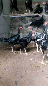 Vitagrow Premix 500gr Vitamin Ayam Pakan Ayam Pemacu Pertumbuhan Badan Dan Postur.