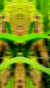 BENIH PADI UNGGUL BERKUALITAS BIBIT PADI DENOK 66 KEMASAN 5KG terbaik