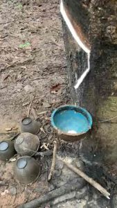 กรีนเพาเวอร์พลัสฝาแดงชุด2ขวด