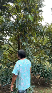 คู่หูมหัศจรรย์สูตรดั้งเดิม ปฐพีธารา 12 ชุด แถม 8 ชุด