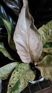 Premium Bangkok Foliage Anthurium Variegated Leaves Indoor Outdoor Pot Plants