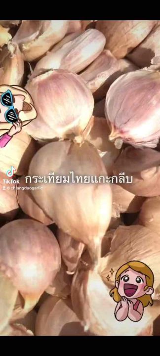 กระเทียมไทยแกะกลีบใหญ่เบอร์ 1 จากเชียงดาว