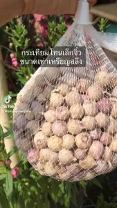 กระเทียมโทนเล็กจิ๋ว (ขายส่ง) 10 กก