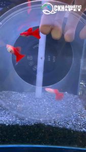 🔥CKH Aquatic🔥 Guppy Albino Full Red 孔雀鱼白子全红