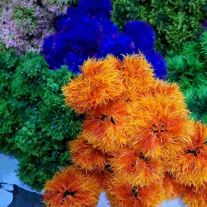 Hiasan aquarium kembang bulat rumput bulat dekorasi aquarium aquascape