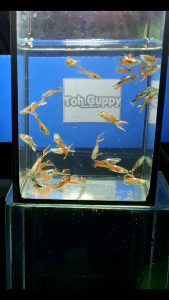 อาหาร& ปลาหางนกยูง เอนเลอร์ บ้านๆ ชุด10ตัว (เพศผู้)พร้อมอาหาร