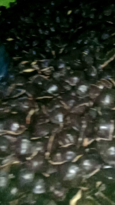 buah jengkol muda I jengkol muda belum di kupas baru di petik