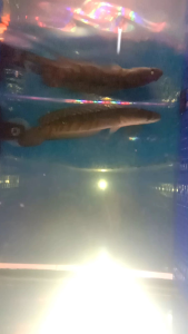 Channa red  maru/yellow maru(nextday delivery (indon)(5~10inci )