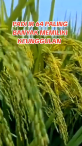 BENIH/BIBIT PADI VR 46 BERKUALITAS UNGGUL 1KG