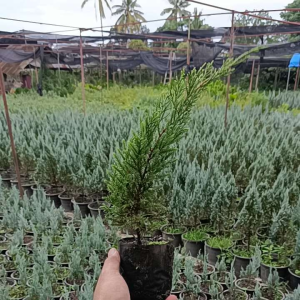 ต้นสนมังกร ถุงขนาด2.5×7สูง23-35 ซ.ม