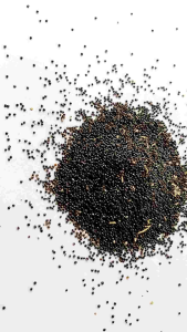 Benih biji bayam kakap isi (5000 butir) bibit bayam