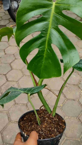 Monstera deliciosa - - Pokok Monstera Deliciosa - मॉन्स्टेरा डेलिसिओसा पौधा Monstera Deliciosa – Bold Split-Leaf Tropical Plant Iconic Indoor Climber Easy to Grow Urban Jungle Foliage LIVE PLANT