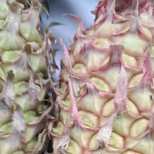 jual nanas merah tua untuk obat herbal alami1 kg