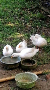 ไข่เชื้อเป็ดมาลลาร์ด (เป็ดหัวเขียว) เป็ดสวยงาม หาเลี้ยงยาก น่าสะสม ของแท้ไม่จกตา ผลลัพธ์ที่น่าประทับใจ ไข่เชื้อ 100%