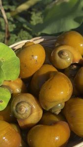 หอยเชอร์รี่สีทองหนุ่มสาวหัดไข่(จำศีล)