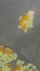 พ่อแม่พันธ์ุ พร้อมวางไข่หอยเชอร์รี่สีทอง(จำศีลส่ง)