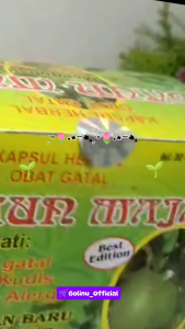 Daun Maja (Gatal) Original buat gatal-gatalEximkurap kudis