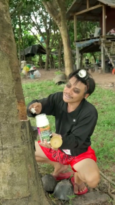 ยังพญาจอบ500มล เปิดหน้ายางใหม่.สูตรดูดซึมไว (น้ำใส)บำรุงฟื้นฟูต้นยางที่เคยใช้สารเร่ง ยางไหลดี เบอร์1เรื่องยาทาหน้ายาง ชาวสวนมืออาชีพเลือกใช้